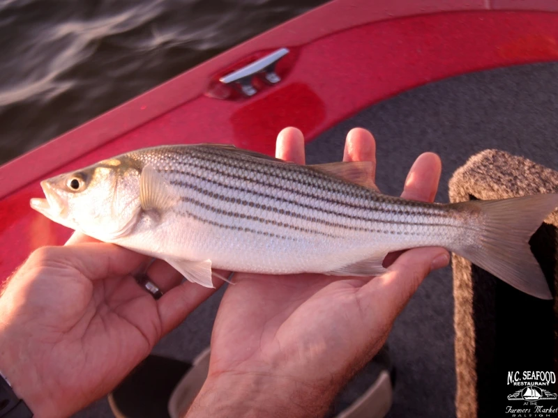 A man's hands holding a striped bass, a NC fish. 