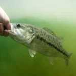 A man's hand holding a spotted bass, a North Carolina fish.