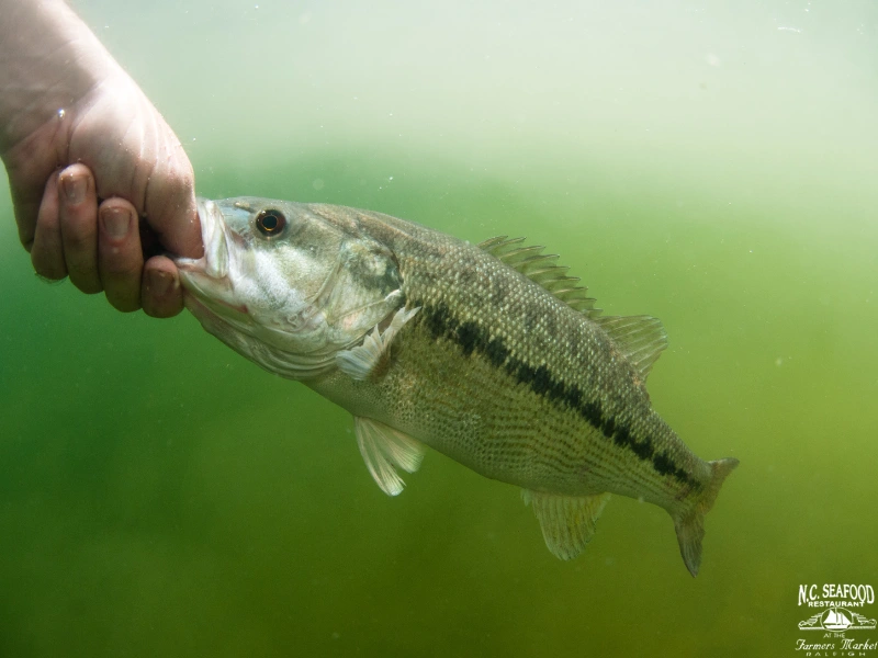 A man's hand holding a spotted bass, a North Carolina fish. 